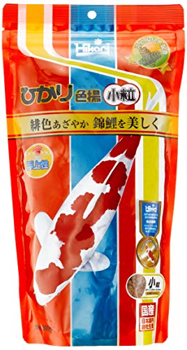 水槽で錦鯉を飼う 飼育方法や水槽飼育のポイント 注意点とは トロピカ