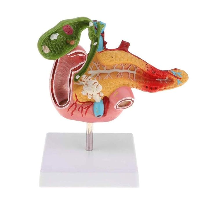 Buy Human Anatomical Model Life Size Human Pancreas Duodenal