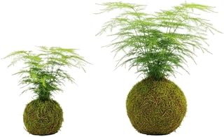 Kokedama Natural Helecho Esparraguera Asparagus Plumosus | Planta Viva Interior DECOALIVE