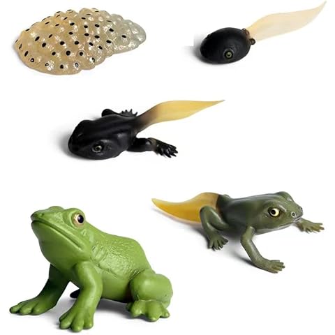MASINIES Simulation Animal Figures, Animal Growth Cycle Toy, Animal Frog Butterfly Life Cycle Toy Set Education Statue Toy (Frog) Cover