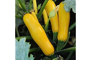 2 Live Squash Plants