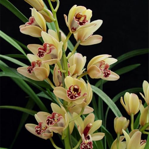 Bulbos De Orquidea Cymbidium-Bulbos De Phalaenopsis, Resistente Al FríO, Calas Bulbos Bulbos, Cymbidium Orchidee, AromáTicas De Cymbidium-Decorativo-3bulbos-H
