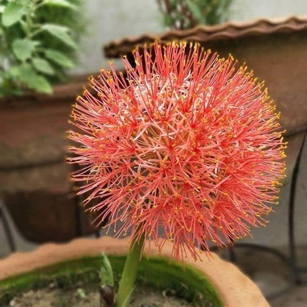 Flower Bulbs Imported Summer Harvest Elegance Football Lily/Scadoxus Beauty for Indoor Gardening Blooms and Healthy Growth flower bulb Red (Pack Of 1 Bulbs) (B0CQ56X28Y) Amazon Price History, Amazon Price Tracker