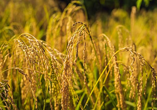 Organic Brown Basmati Rice, 8 Pounds – Non-Gmo, Whole Grain, Long-Grain Rice Variety, Fragrant, Kosher, Vegan, Bulk. Less Starch Content. High In Dietary Fiber. Great For Making Stir-Fries, Curries #TOP7