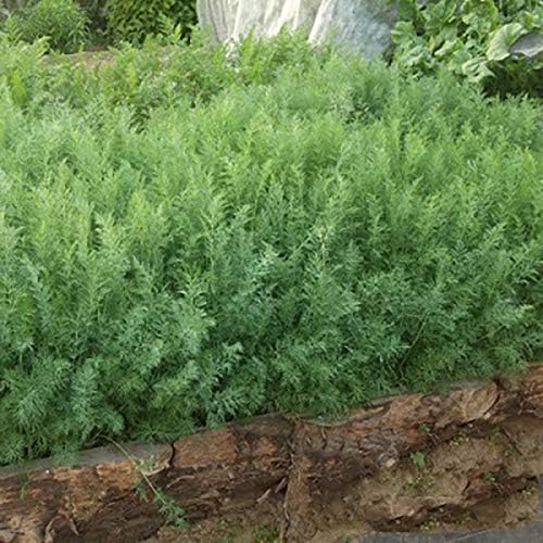 Miniatura 2 de Semillas Hierba Eneldo Arbusto Gigante 30 Días Verde - 2000 Semillas