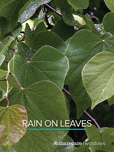 Rain On Leaves (short)