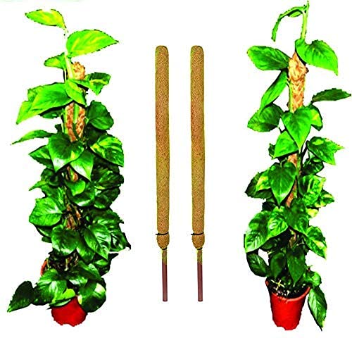 Pankaj Nursery Coir Stick/Coco Pole for Climbing Indoor/Money Plants, 2ft, Pack of 2 (B0993PKW1Y) Amazon Price History, Amazon Price Tracker