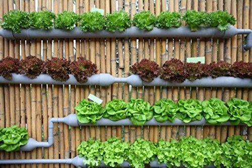 Lettuce Grand Rapids, Romaine, lollo Rosso, Butter Head Green, Iceberg - 5 types/50++ Seeds Each Sold by Seedscare India