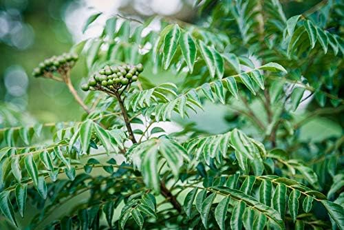 Seedsown Curry Leaf Tree - Small Or Medium Sized Tree Seeds Seeds Plant Seeds for Garden Pack Seed