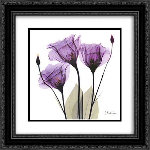 X-ray Royal Purple Gentian 2X Matted 16x16 Black Ornate Framed Art Print by Albert Koetsier