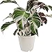 Calathea Fusion White 40-60 cm - Zimmerpflanze, Korbmarante - Pflegeleichte grüne Dekopflanze - Haustierfreundlich, Ideal für Wohnräume und Büros