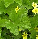 Gartenpflanzen aus natürlicher Freilandaufzucht. Die Pflanzen sind der Jahreszeit entsprechend gewachsen und ausgetrieben.