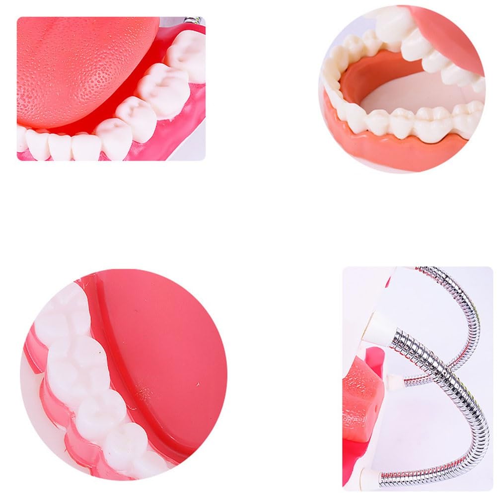Modello for la cura dei denti dentali, Modello for la cura dei denti for l'igiene orale con spazzolino gigante, Modello dimostrativo dentale for bambini, Strumento didattico for la logopedia for spieg