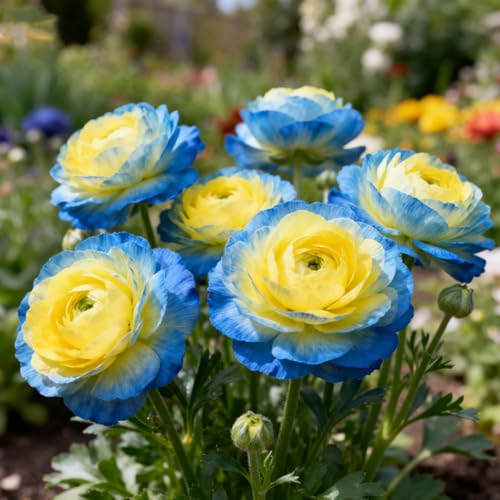 Perennial Buttercup Bulbs Autumn Planting Garden Bulbs/Hardy Spring Flowering Ranunculus Bulb/Excellent Display-5 Bulbs-D