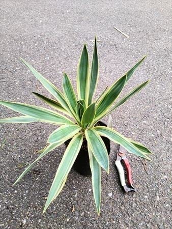 観葉植物】花を咲かせたいならこの種！ ユッカ・グロリオサ