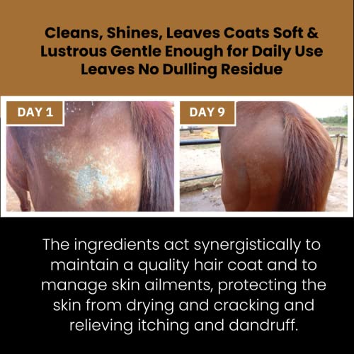 Corakko Snake Oil - Premium Therapeutic Salve - Copper Nano Technology With Essential Oil Extracts & Honey - Treats Wounds, Scratches, Hotspots, Rain Rot, Bites, Cracked Hooves, Summer Sores - 8Oz #TOP2