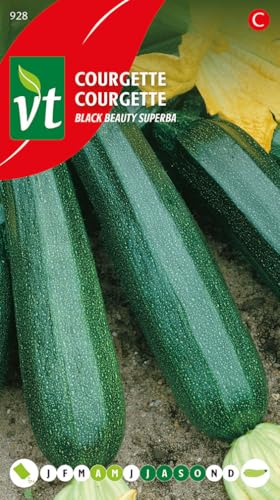Courgette Black Beauty Graines - La culture très facile