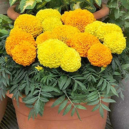 SRI SAI FORESTRY Marigold (Garden Border,Ball Shaped) Flower Seeds(Mix Color,100 Seeds) For Home Garden, Terrace, Balcony, Home Decoration (B09J1HQRPY) Amazon Price History, Amazon Price Tracker