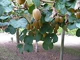 100 Kiwi Fruit Kiwi Actinidia Vine Seeds (Kiwifruit/Hardy Kiwi/Tara Vine/Yang Tao/Chinese Gooseberry/Chinese Strawberry)