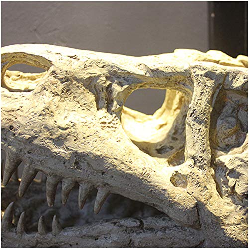 Kh66Zky Tyrannosaurus Rex Skull Model - Dinosaur Skull Replica - Cretaceous Fossil Specimen For Animal Collector Decor Model Toy Sculpture Home Desktop Decor #TOP2
