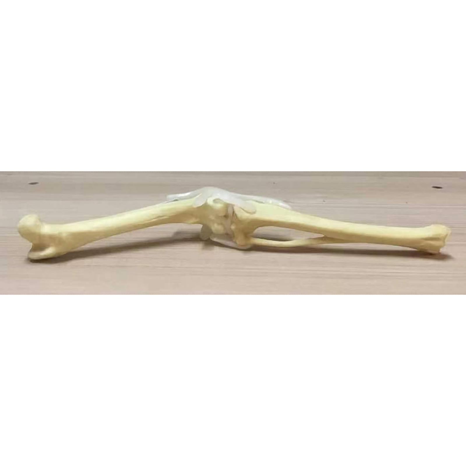 Hund Hinterbein Knochenmodell Übungs-Simulations-Knochenmodell Hund Haustier Veterinär Lehrmittel,A,15cm