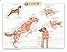 Canine Anatomy, Complete Set of 3 Charts. Buy the Set and SAVE!