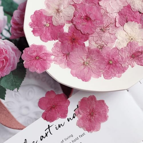 12 flores prensadas secas para manualidades miniatura 7
