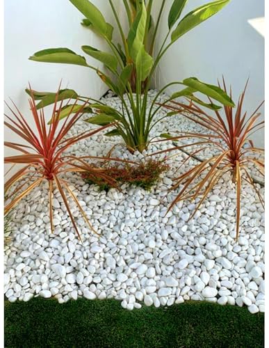 Jardin202 - Piedras de Canto Rodado Blanco 25kg – Decoración Jardín Exterior y Macetas | Tamaños 20/25, 20/40 y 40/60 mm | 20/25 -