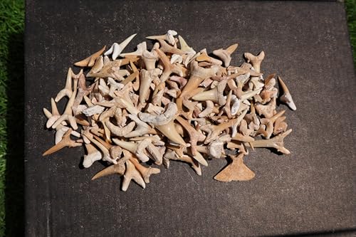 Image of Great Collection of Shark Teeth Fossil Shark Teeth Fossils for Kids Fossils from Morocco A256