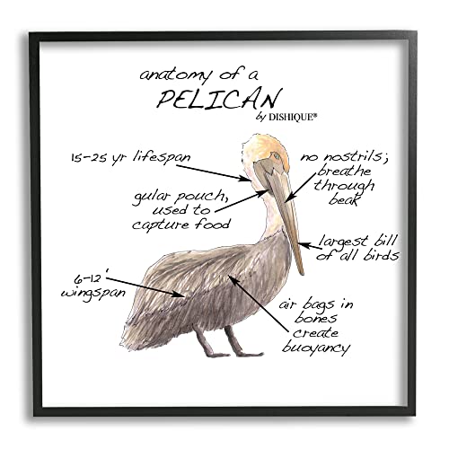 Image of Pelican Sea Bird Anatomy Diagram, 17 x 17 Inch Framed Giclee Print | Stupell Industries . By Dishique . Ready to hang . Educational coastal decor for kids rooms . Made in USA