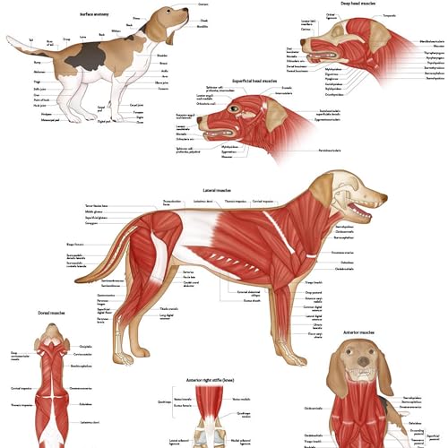 Image of Anatomy Lab Canine Muscular Anatomy Poster, LAMINATED, Veterinary Anatomy and Physiology, 17.3 x 22.5 Inches, Dog Muscular System Diagram, Animal Anatomical Chart for Education Learning and Students