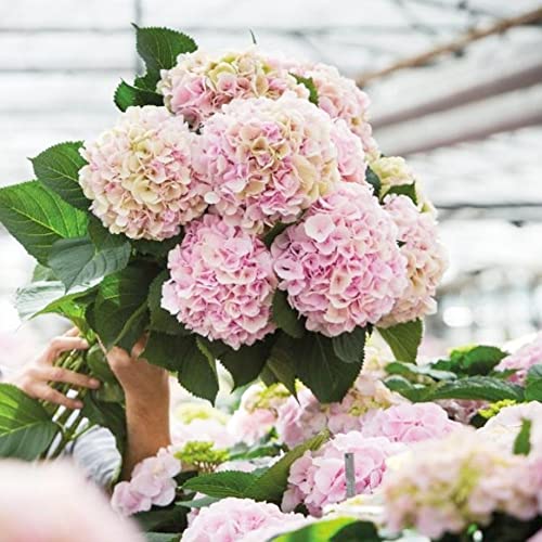 Qauzuy Garden 5 Hydrangea Seeds Light Pink Hortensia - Showy Fragrant Perennial Flowering Shrub Tree Bush Plant - Great For Splendid Cut Flower Bouquets #TOP4