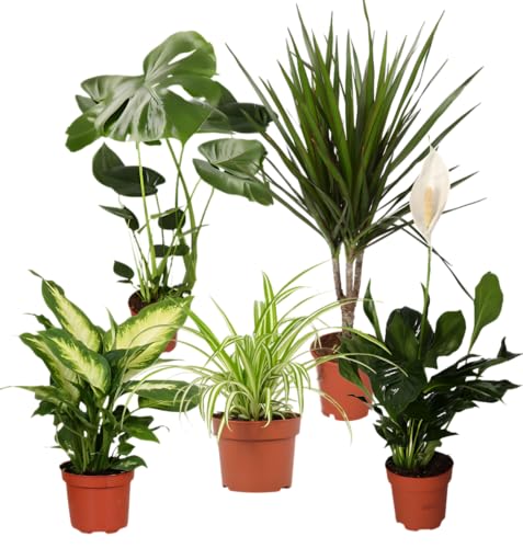 Luftreiniger Pflanzenset | 5er-Set | Monstera Spathiphyllum Dracaena Dieffenbachia Grünlilie | ca. 40-70 cm | Ø 12-15 cm Topf | Pflegeleichte Zimmerpflanzen für Wohnung und Büro
