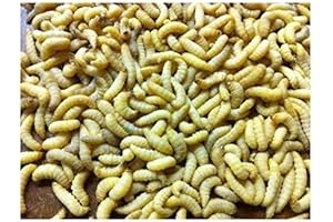 500 Live Wax Worms: Essential Reptile Nourishment for a Thriving Ecosystem