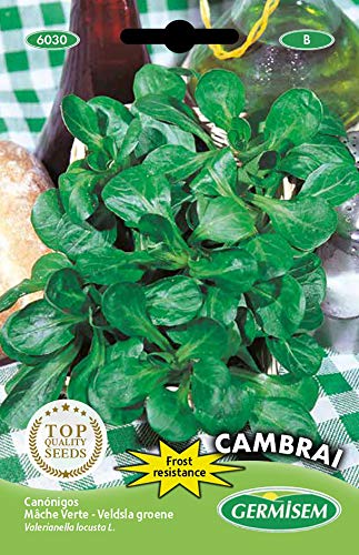 Germisem de Cambrai Semillas de Lechuga de Cordero 6 g, EC6030