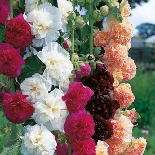 See full amazon price history chart for Hollyhock Double Mixed Flower Seeds -Alcea Rosea -Mixed Colour Pack of 30 Seeds. by Seedscare India Hollyhock Double Mixed Flower Seeds -Alcea Rosea -Mixed Colour Pack of 30 Seeds. by Seedscare India (B01GJVFK9E) Amazon Price History, Amazon Price Tracker
