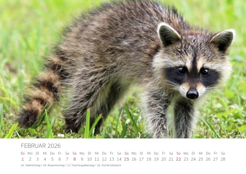 Edition Seidel Premium Kalender Die Welt der Waschbären 2026 Format DIN A3 Wandkalender Tierkalender Waschbär Nordamerika Welpen Wildtiere Waldtiere