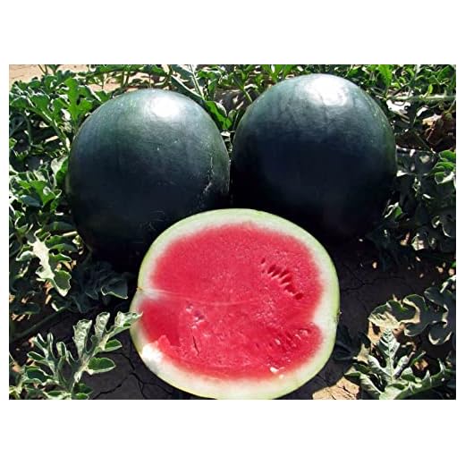 100 Black Diamond Watermelon Seeds for Planting Heirloom Non GMO 14 Grams of Seeds Garden Vegetable Bulk Survival