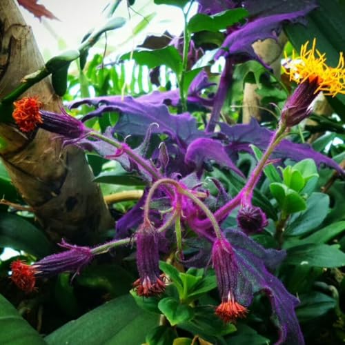 2 Gynura Aurantiaca Purple Passion Plants Live Indoor in 2.5 Inch Pot, Velvet Plant Live Houseplant, Purple Live Plant 2 Gynura Aurantiaca Purple Passion Plants Live Indoor in 2.5 Inch Pot, Velvet Plant Live Houseplant, Purple Live Plant