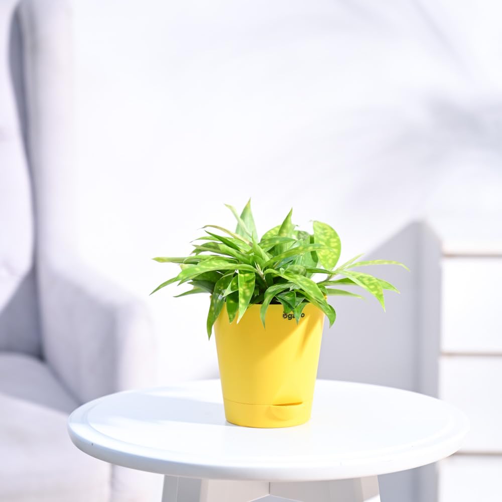 Ugaoo Dracaena Golden Milky Plant with Self Watering Pot (B01IKLFN98) Amazon Price History, Amazon Price Tracker