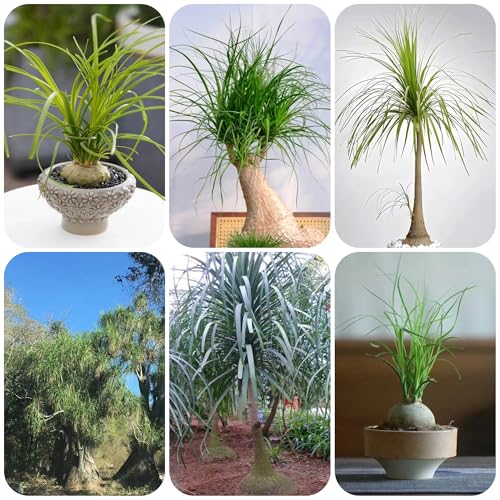 Semillas de plantas de pata de elefante, semillas de árboles bonsái. Árboles jardin Plantación de montaña plantas exóticas para exterior, semillas de jardín de fácil cultivo semillas 200pcs
