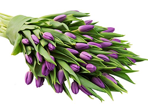 Blooms2Door KADB2065-V999-A999 Prime Next Day Delivery - Wedding Collection - 30 Purple Tulips (Farm-Fresh Flowers And Homegrown In The Usa) I Gift cover