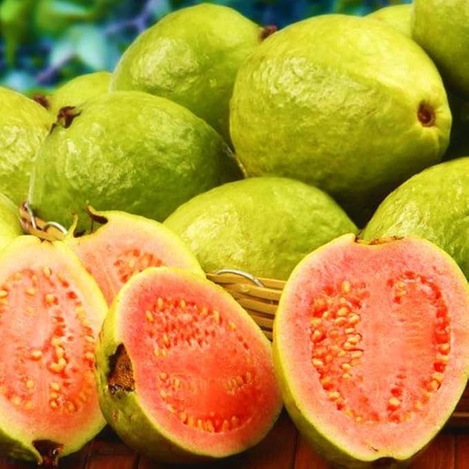 Image of Original Desi Pant Prabhat Guava inch - 1 Healthy Amrood Fruit Plant' 1.5-2 Ft Height in Nursery Grow Bag for Home Garden | Big Yellow Amrood variety,CF SG37