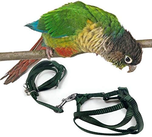 parrot leash for sale