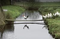 Le fabuleux destin de l'oeuf et de la poule 2749917492 Book Cover