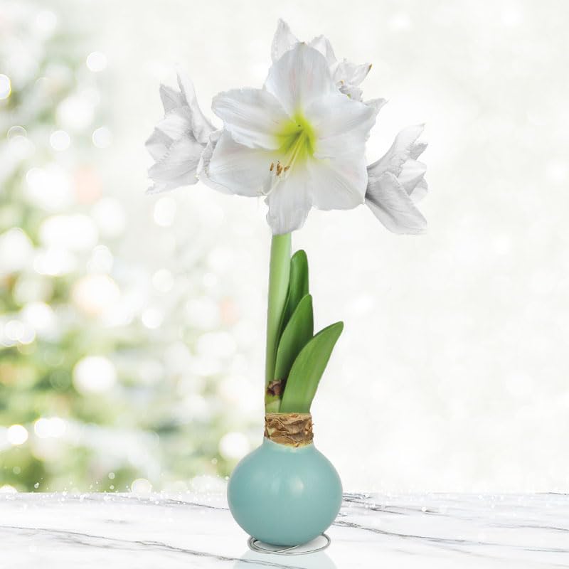 Sea Glass Waxed Amaryllis Flower Bulb with Stand Grow Real Blooming Indoor Spring Flowers No Water Needed