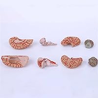 Vista 2 de Modelo craneal de arteria cerebral humana, modelo cerebral anatómicamente preciso 8 partes Anatomía del cerebro humano para ciencia Exhibición