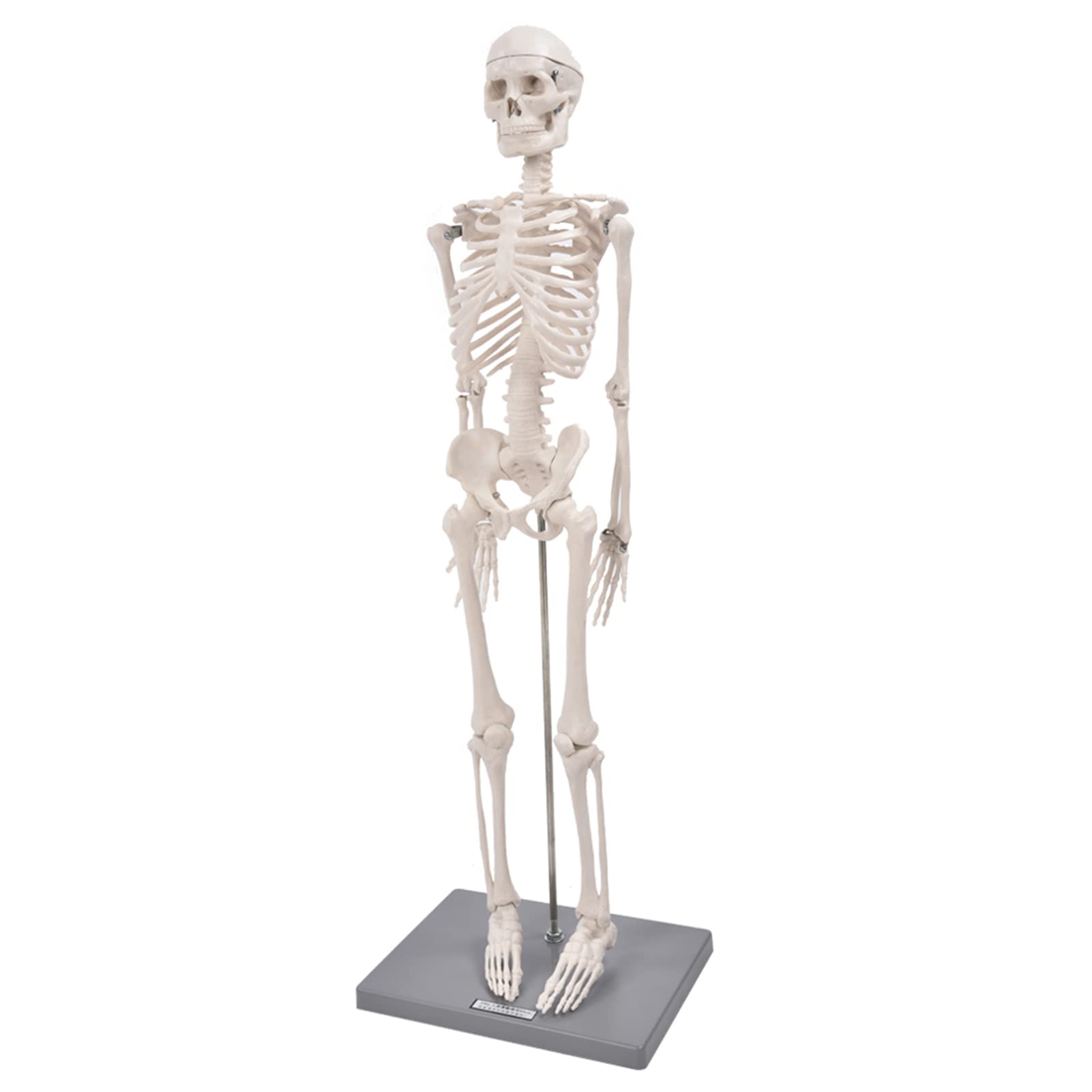 AMONIDA Modello di Scheletro Umano da 85 Cm per Studenti di Medicina e Insegnanti Biologia Dimostra Struttura Scheletrica e Fisiologia Braccia Gambe Flessibili Costruzione in