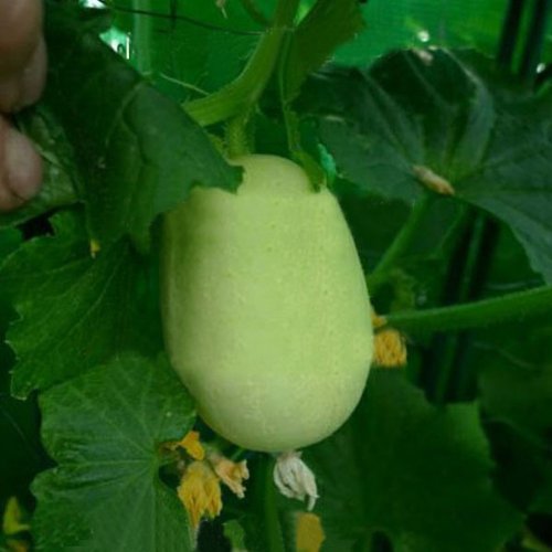 Preisvergleich Produktbild 5PCS Apfel Gurke Strange Fruit Gurkensamen
