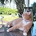 Pawtitas Glow in The Dark Cat Collar Kitten Collar with Safety Buckle and Removable Bell - Teal